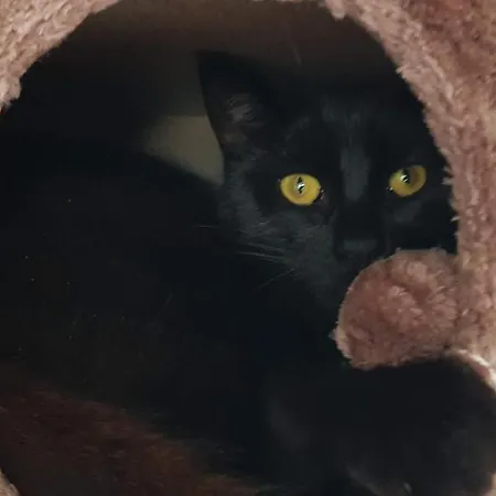 Prázdninový dům Alfotevegen 5 *